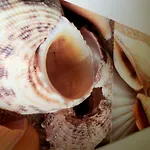 Brezza Marina Bed & Breakfast Sant Isidoro (Apulia)